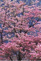 黑曜石《宣誓》实机预告片 2024年发售